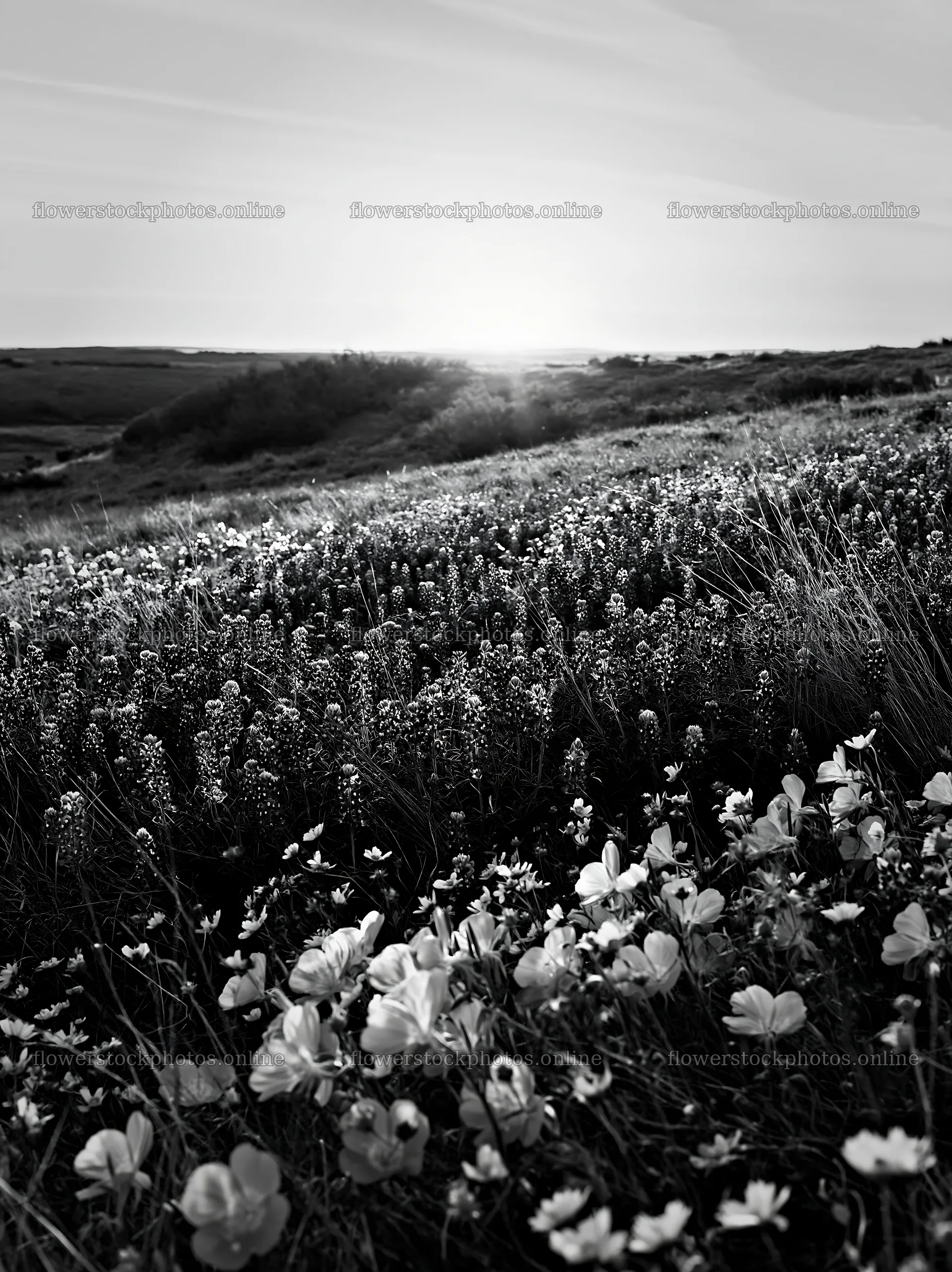 Bluebonnet meadow at sunrise in black and white – flower stock photos 6866x9174