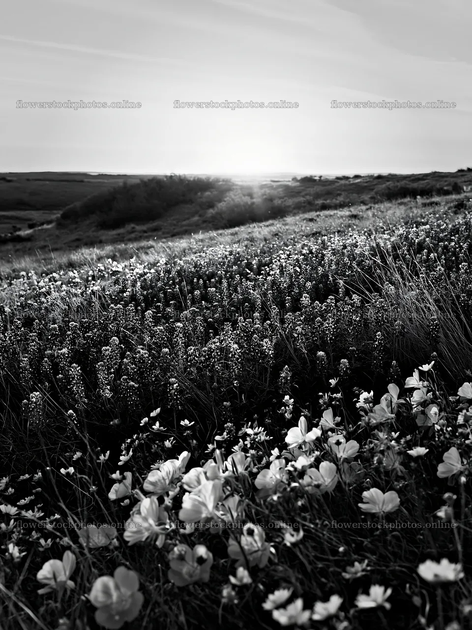 Bluebonnet meadow at sunrise in black and white – flower stock photos 6866x9174