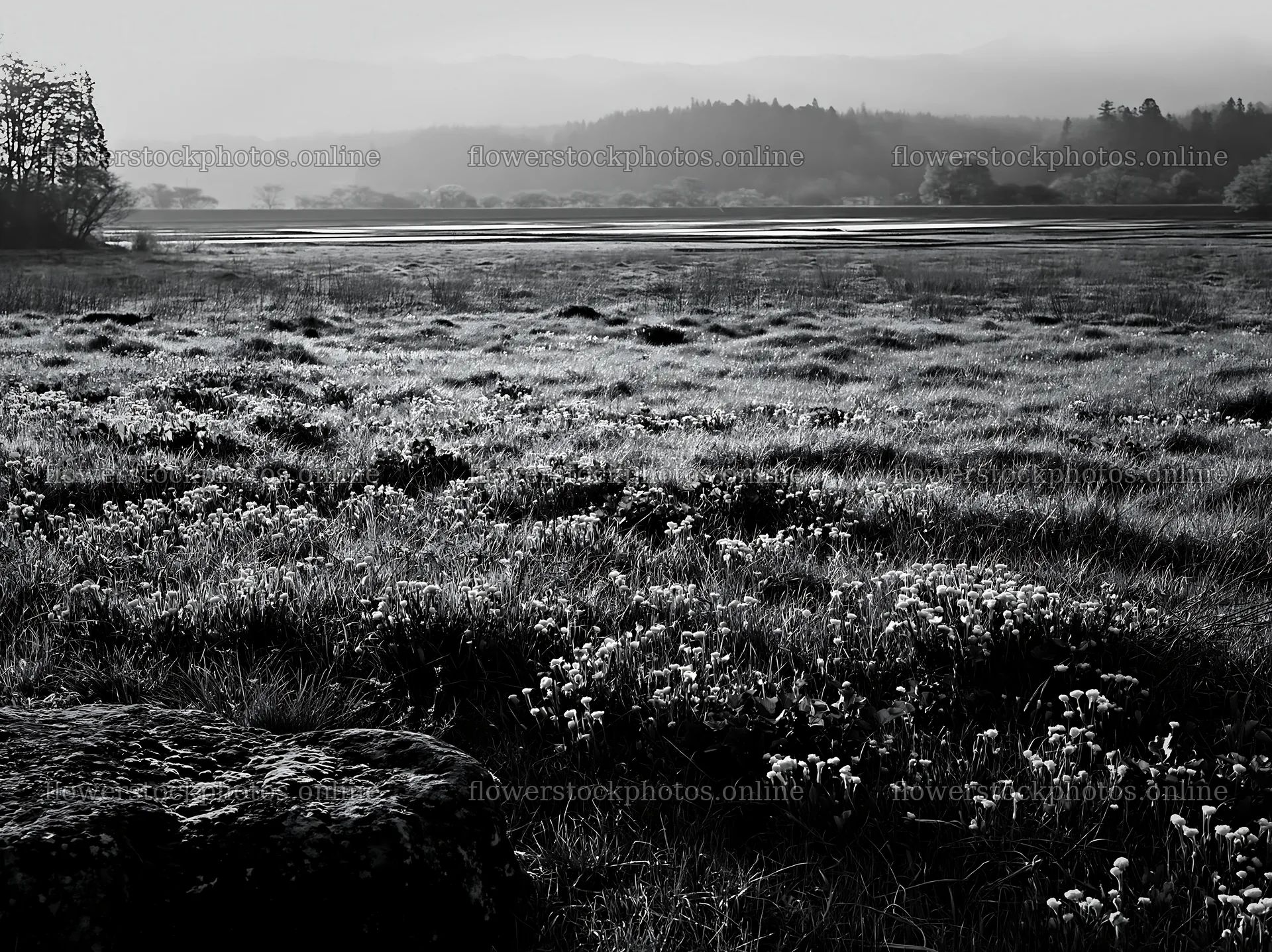 Miyagi spring recovery meadow with mossy stones and flowers – flower stock photos 9174x6866