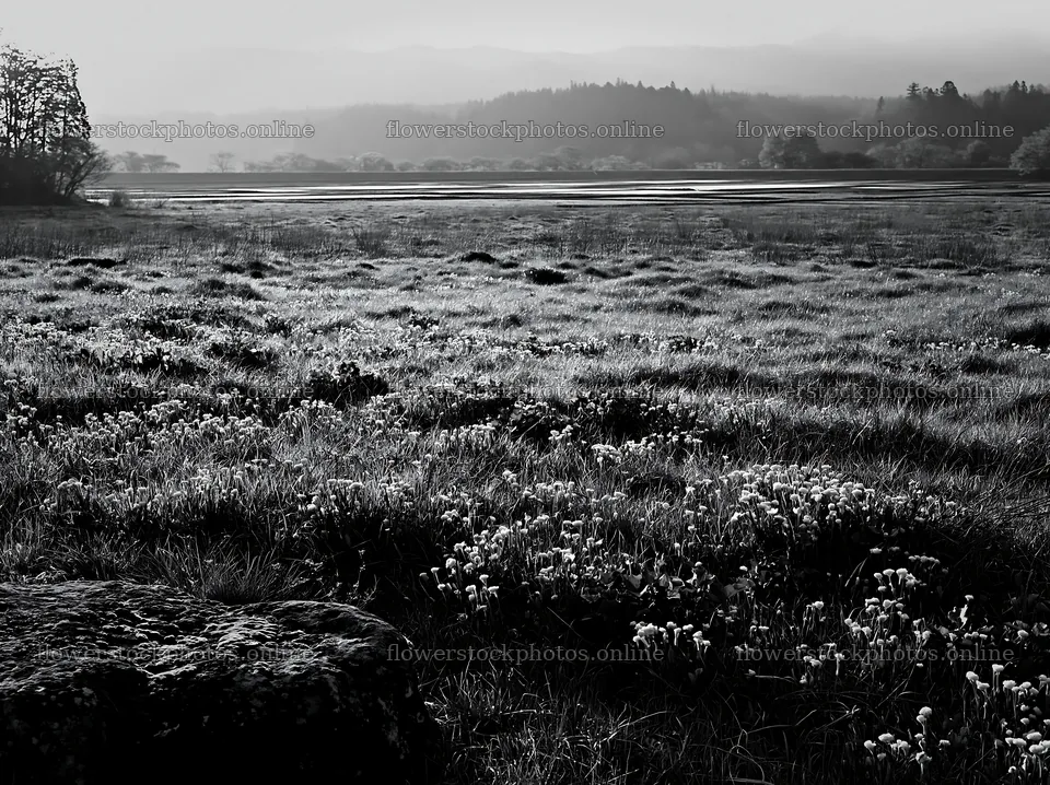 Miyagi spring recovery meadow with mossy stones and flowers – flower stock photos 9174x6866