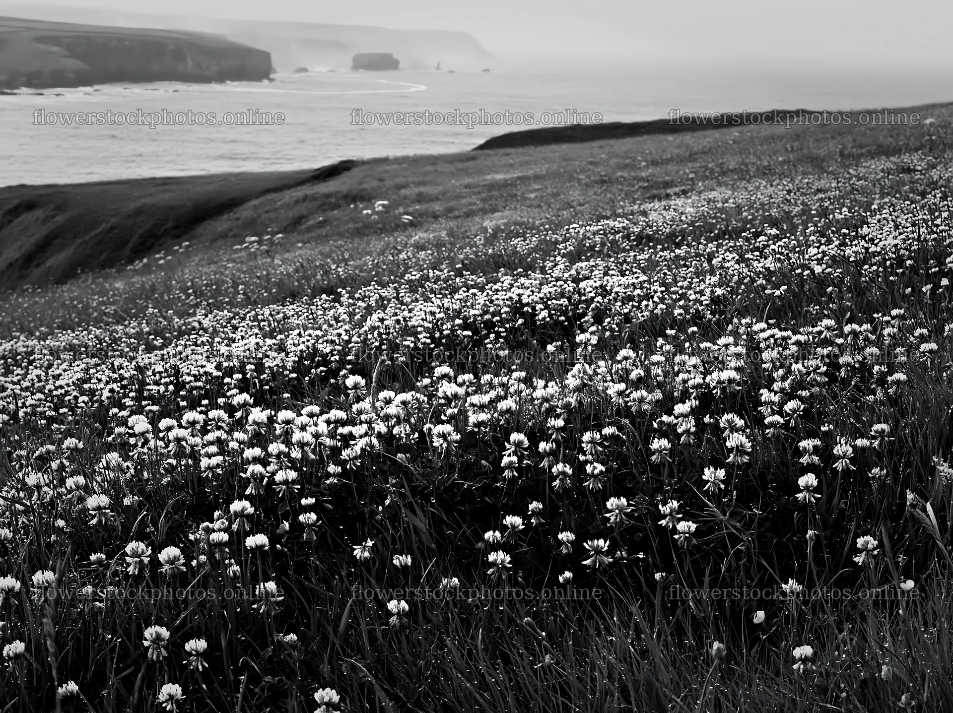 Coastal cliff meadow by the ocean with white flowers – flower stock photos 9174x6866