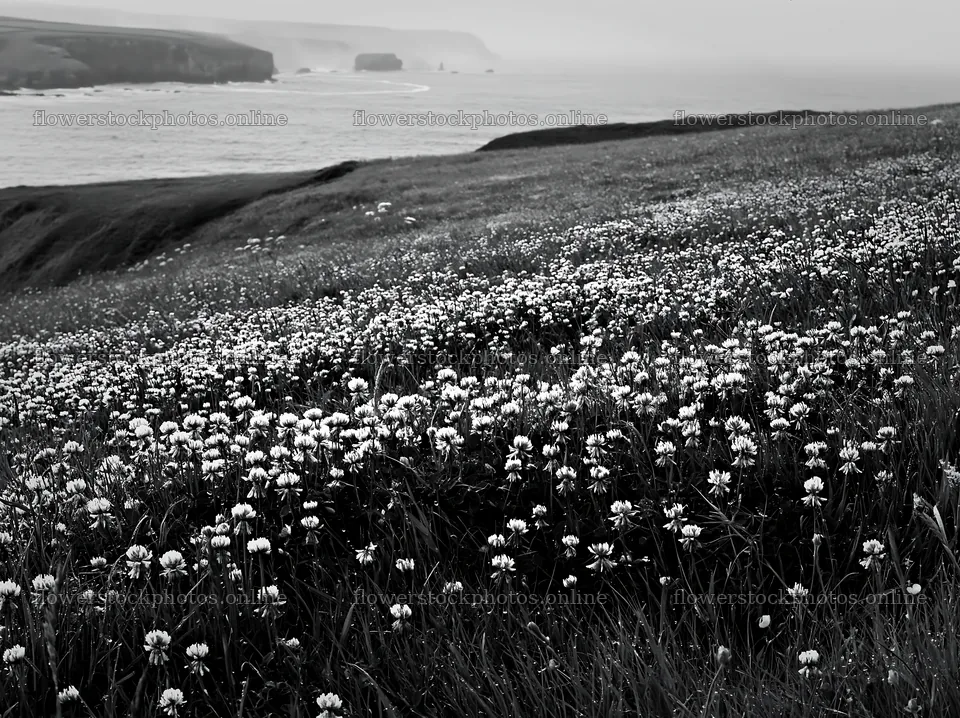 Coastal cliff meadow by the ocean with white flowers – flower stock photos 9174x6866