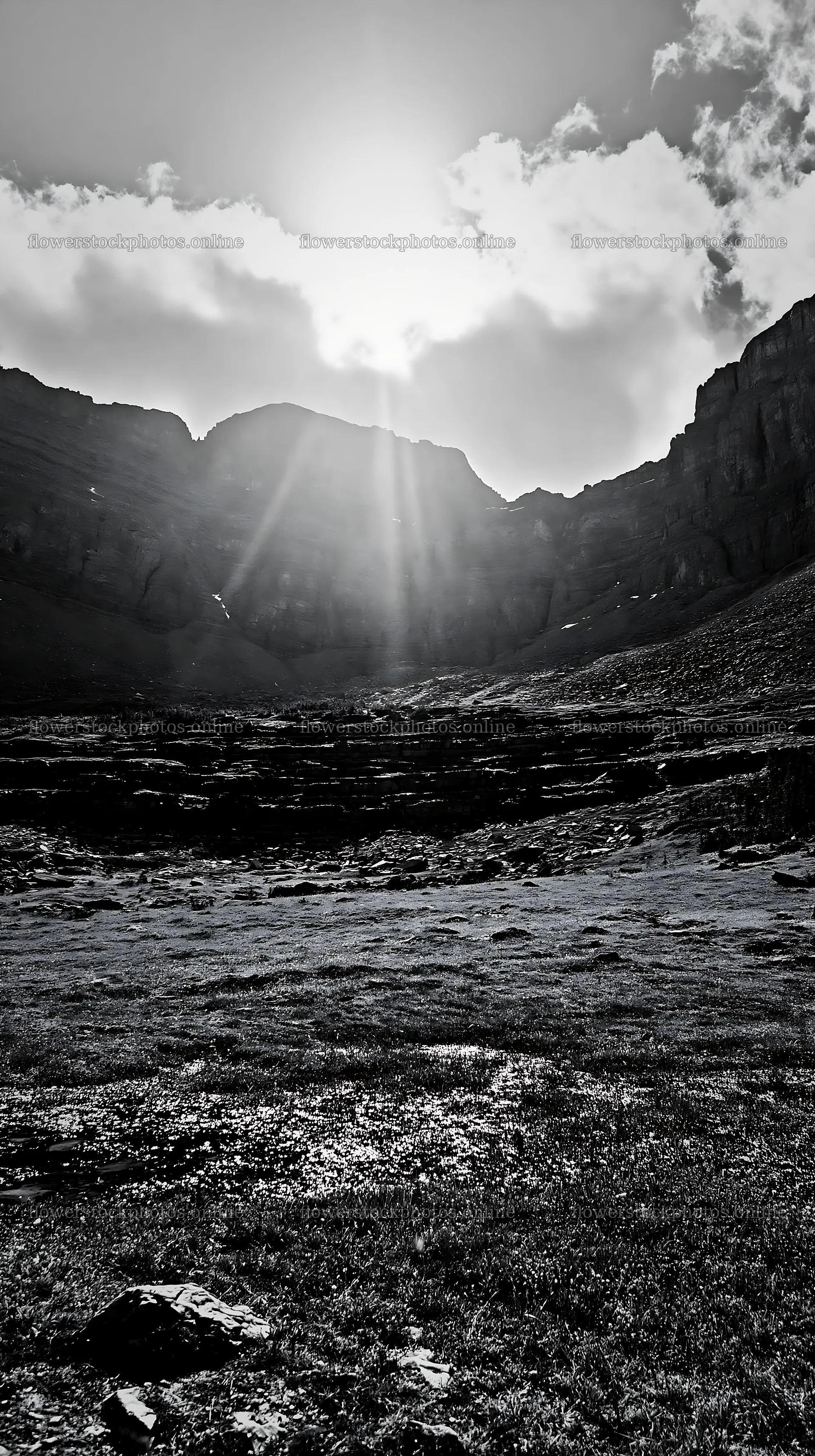 Sunshine Meadows Banff with light rays shining through clouds – flower stock photos 5938x10608