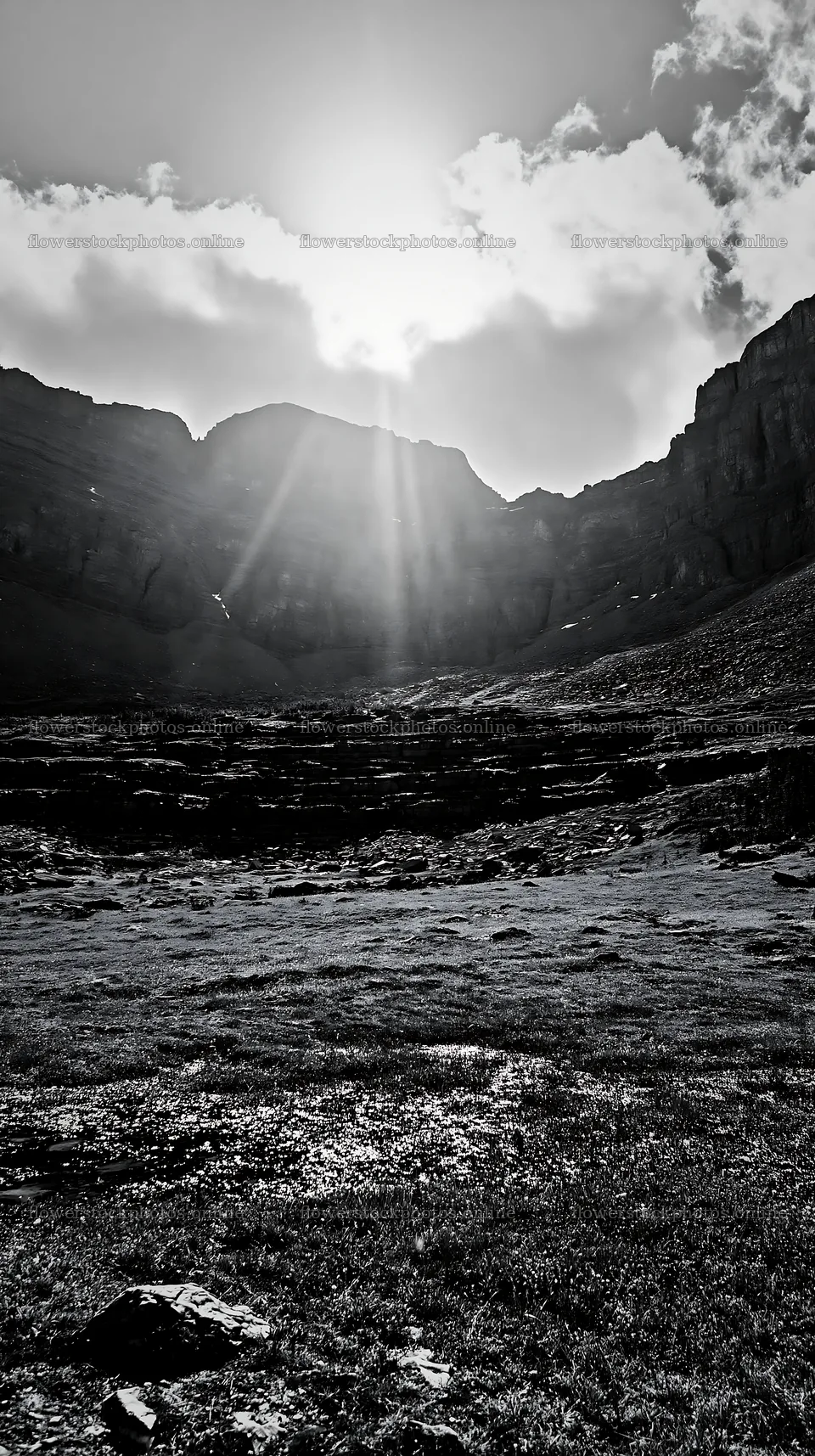 Sunshine Meadows Banff with light rays shining through clouds – flower stock photos 5938x10608