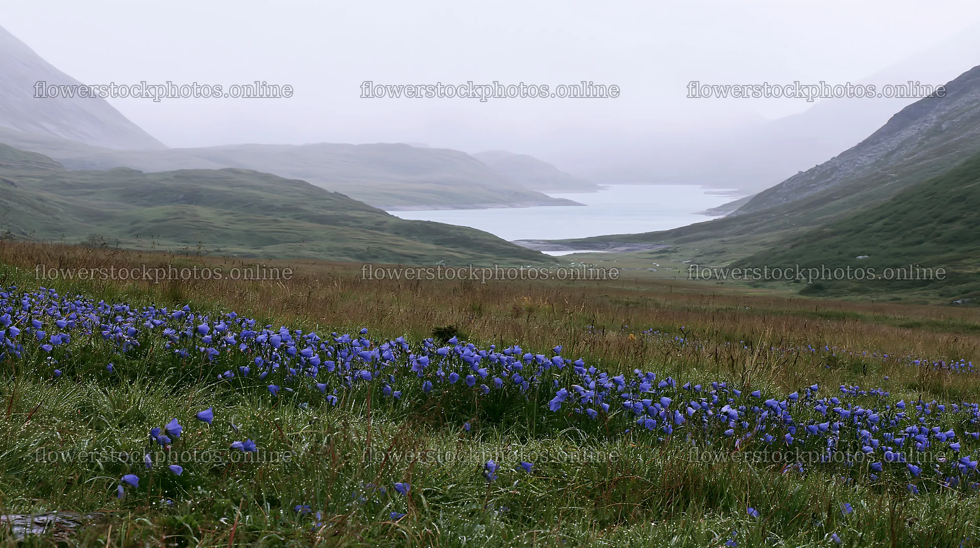 Swiss meadow by alpine lake with blooming flowers – flower stock photos 10608x5938