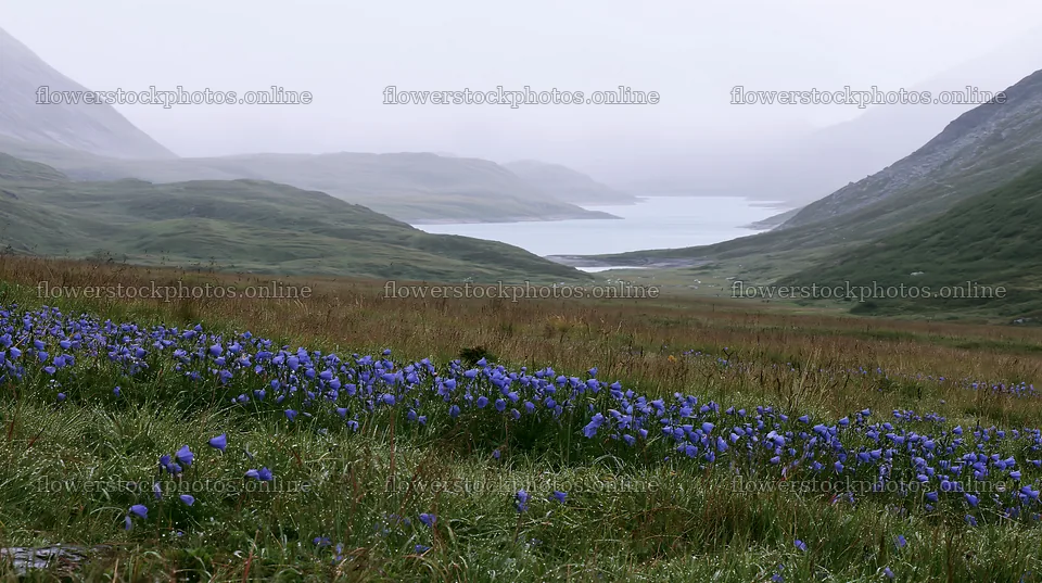 Swiss meadow by alpine lake with blooming flowers – flower stock photos 10608x5938