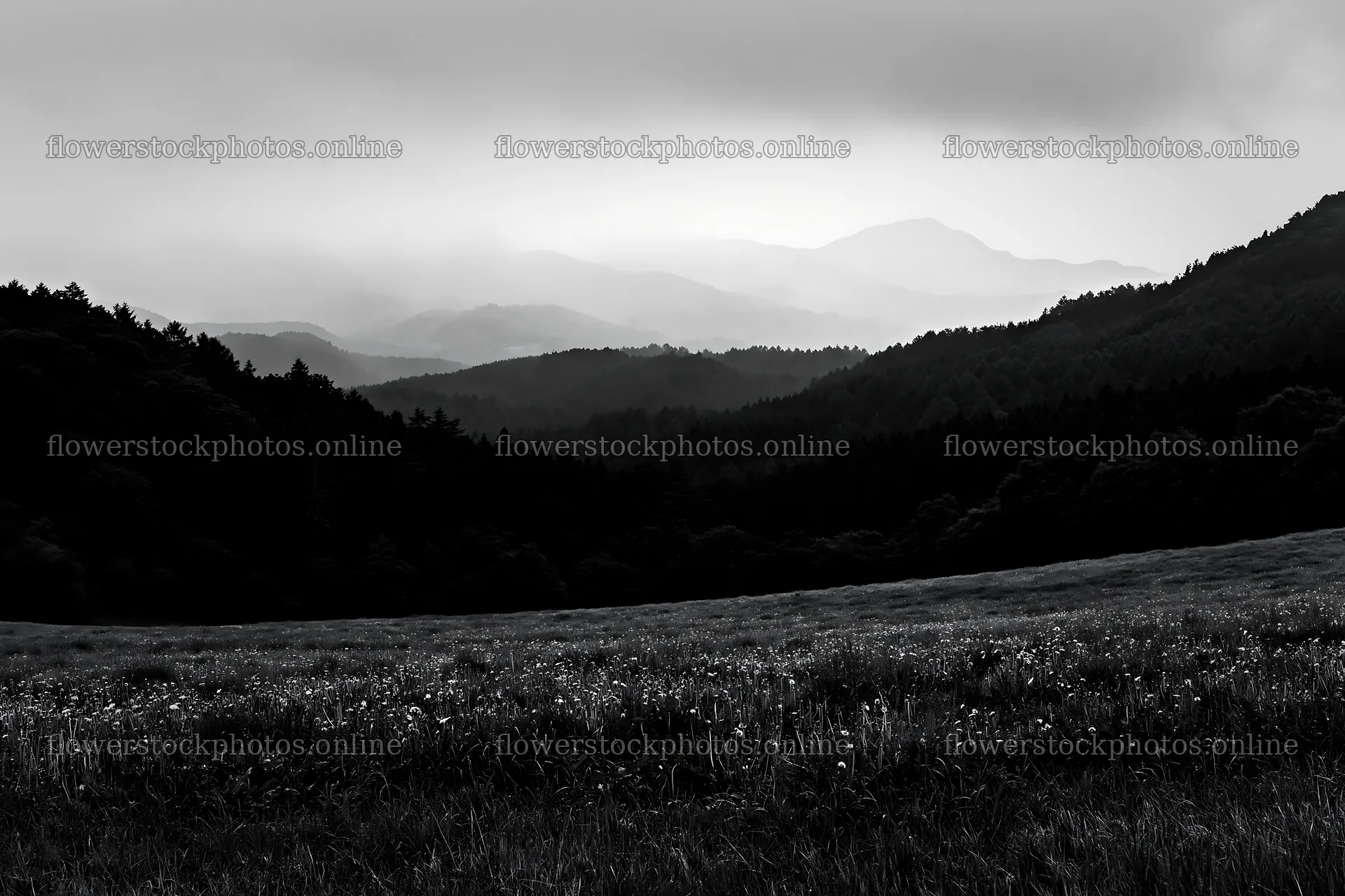 Shizuoka seasonal meadow after heavy rain – flower stock photos 9722x6480