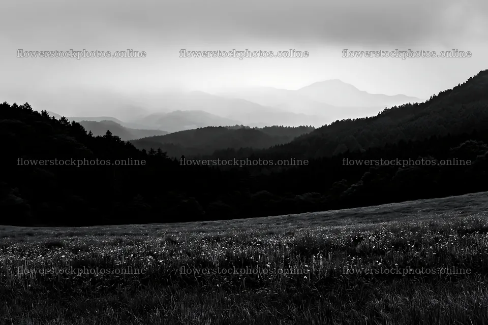 Shizuoka seasonal meadow after heavy rain – flower stock photos 9722x6480