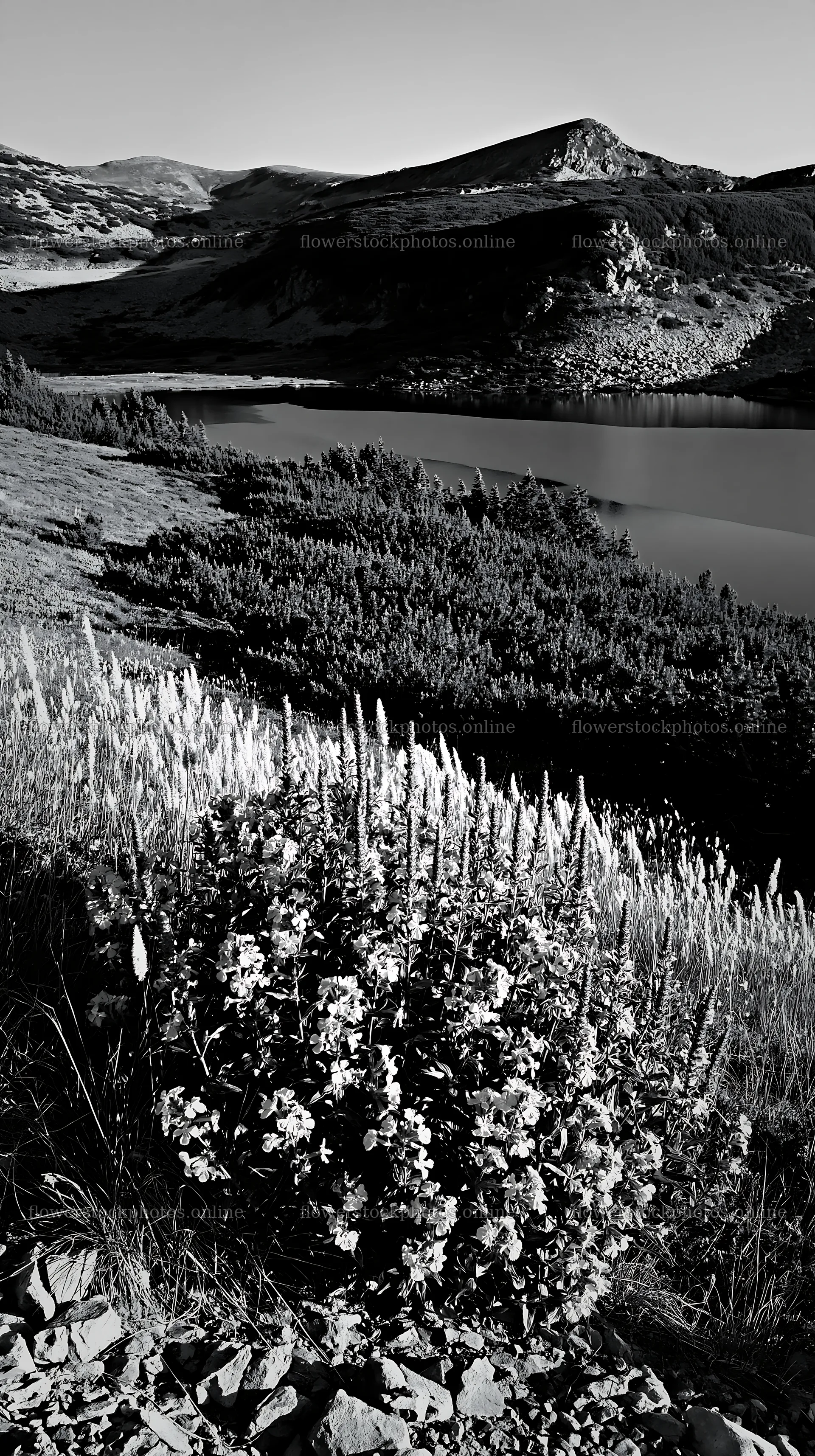 Celestial meadow lake with flowers near the water – flower stock photos 5938x10608