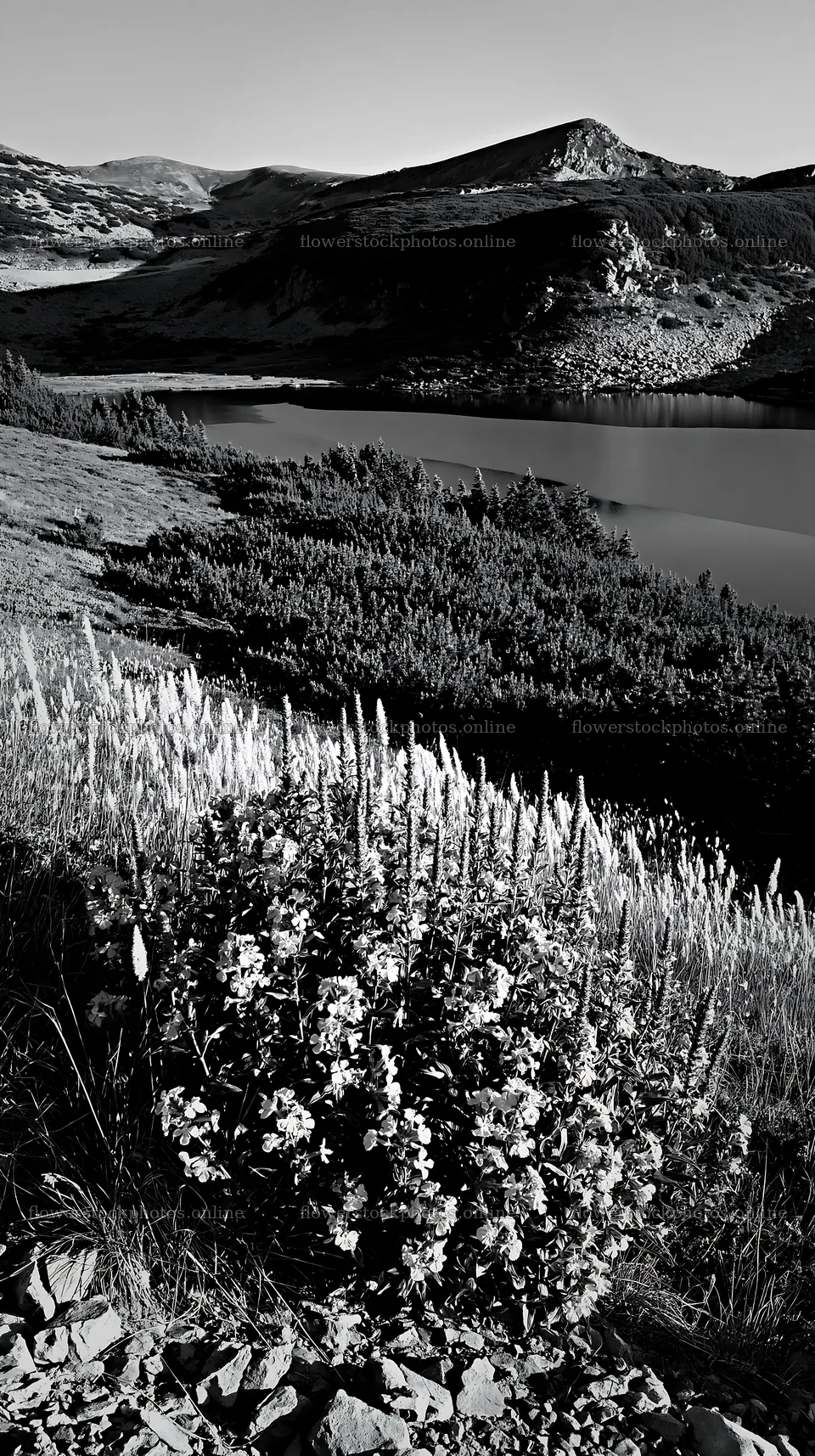 Celestial meadow lake with flowers near the water – flower stock photos 5938x10608
