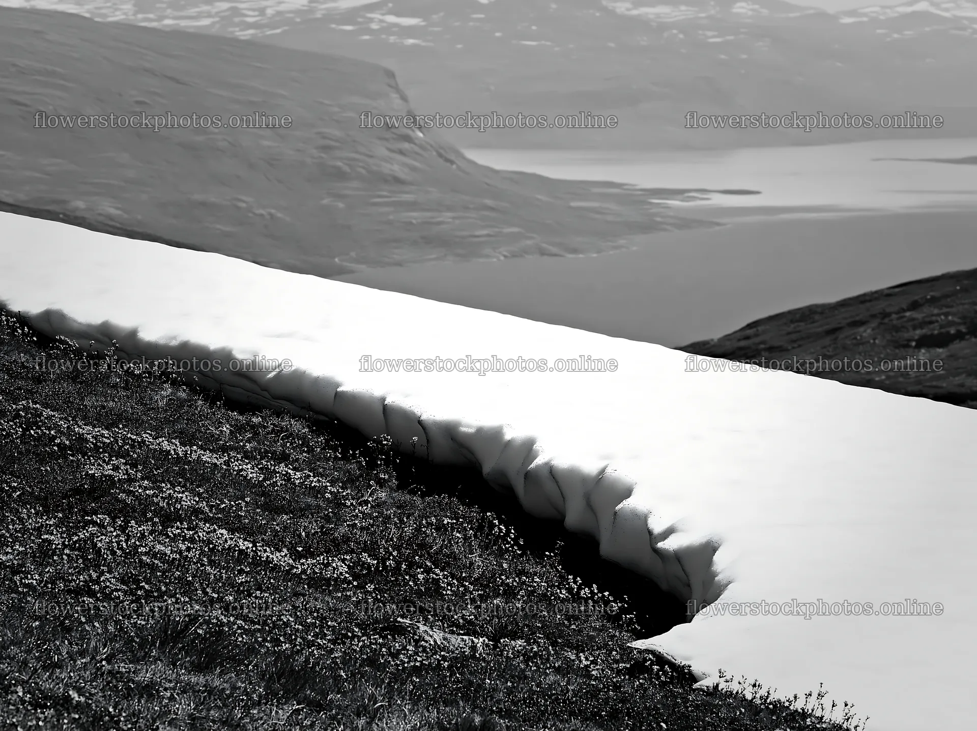 Meadow with melting snow near a body of water – flower stock photos 9174x6866