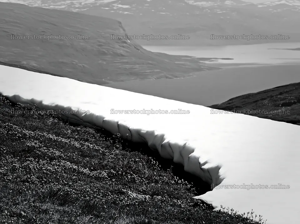 Meadow with melting snow near a body of water – flower stock photos 9174x6866