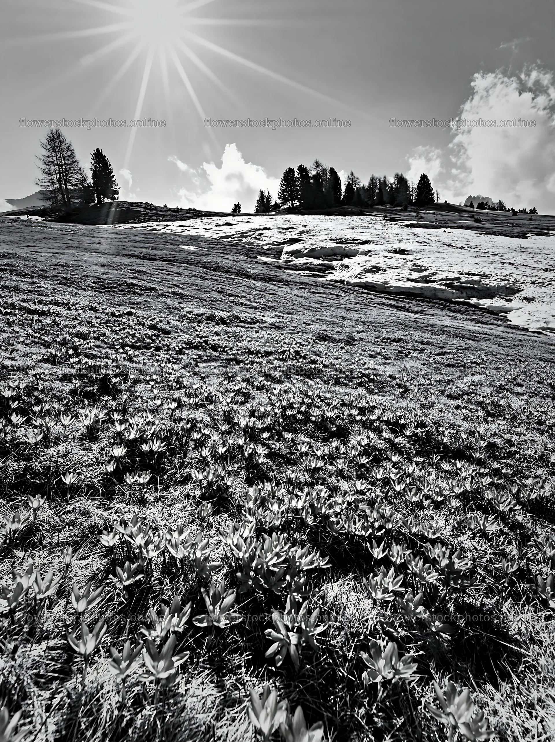 Alpe di Siusi meadow sunbeams with plants and trees – flower stock photos 6866x9174