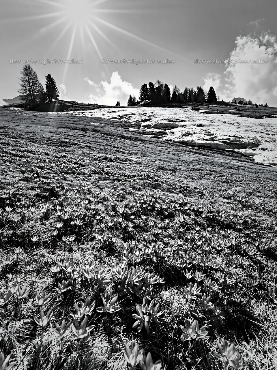 Alpe di Siusi meadow sunbeams with plants and trees – flower stock photos 6866x9174
