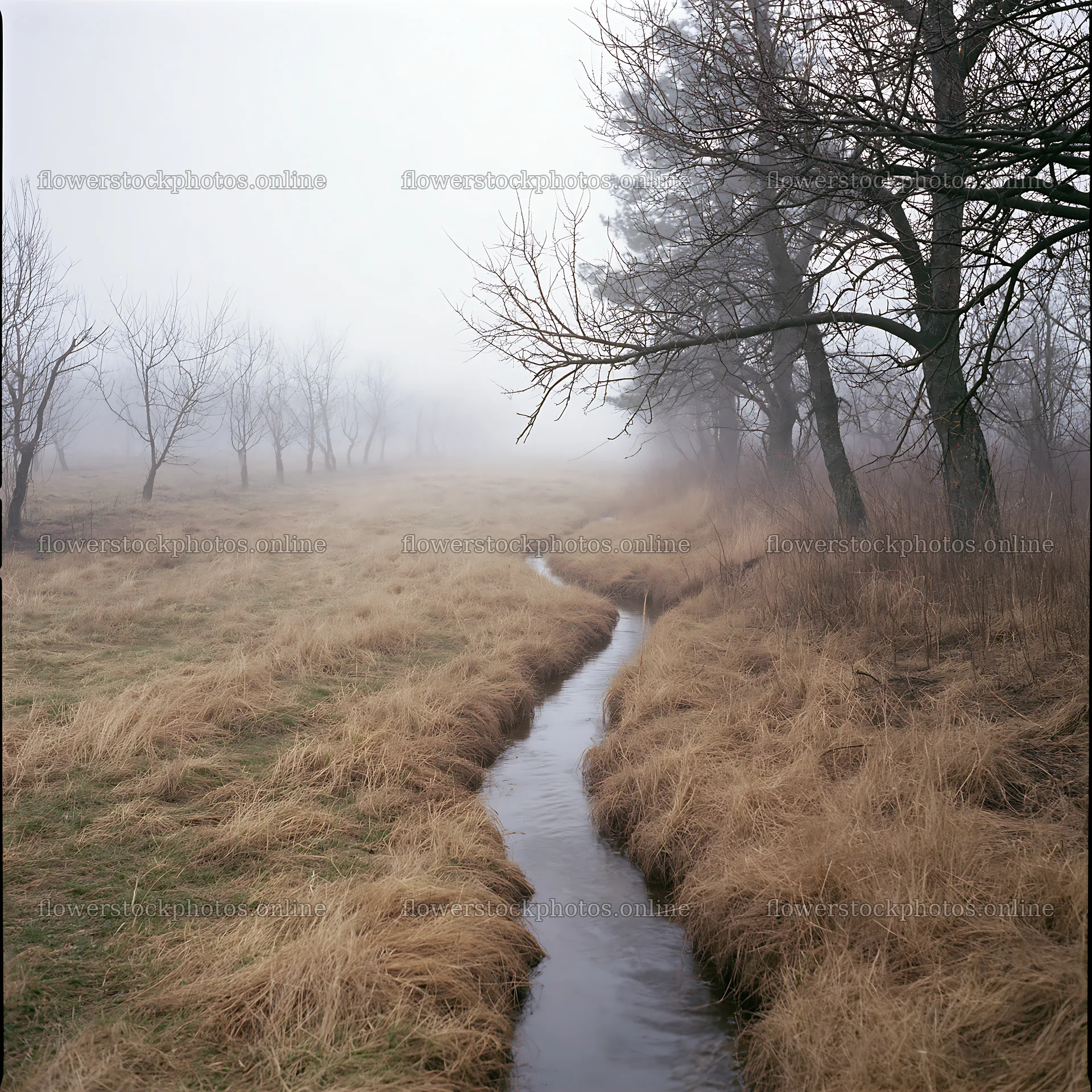 Foggy orchard meadow with stream and bare trees – flower stock photos 7938x7938