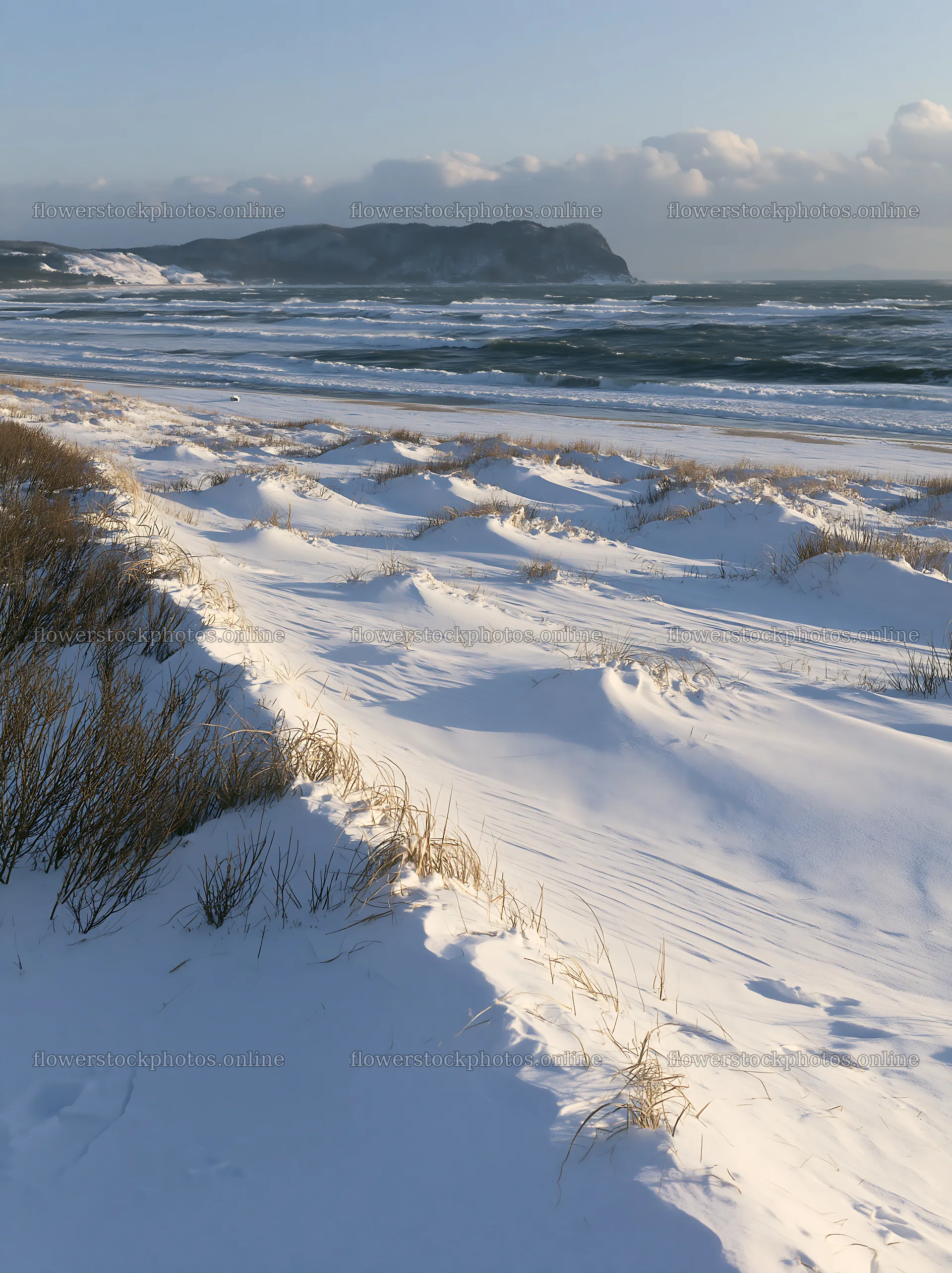 Snowy beach meadow with dunes and ocean waves in the background – flower stock photos 6866x9174
