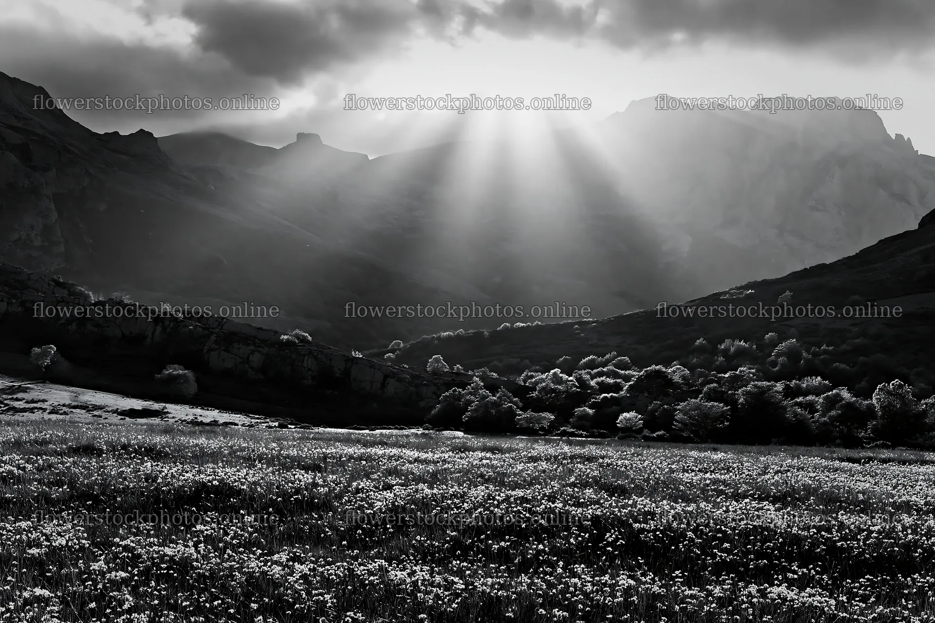 Sunrays shining over meadow in Picos de Europa – flower stock photos 9722x6480