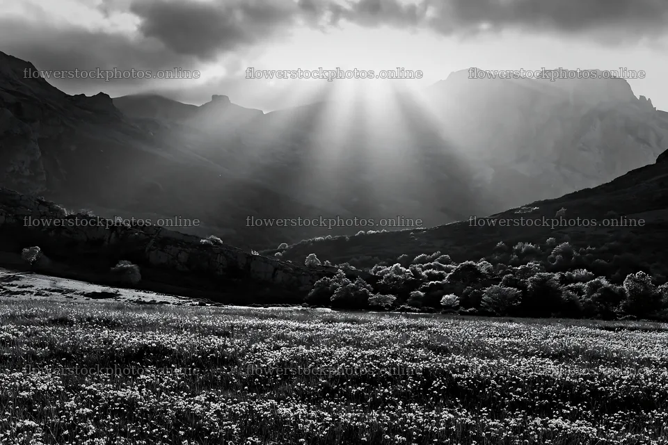 Sunrays shining over meadow in Picos de Europa – flower stock photos 9722x6480