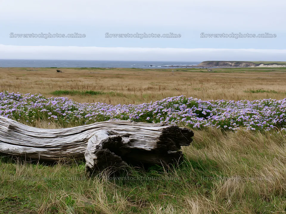 Chiba coastal meadow with driftwood and flowers in foreground – flower stock photos 9174x6866