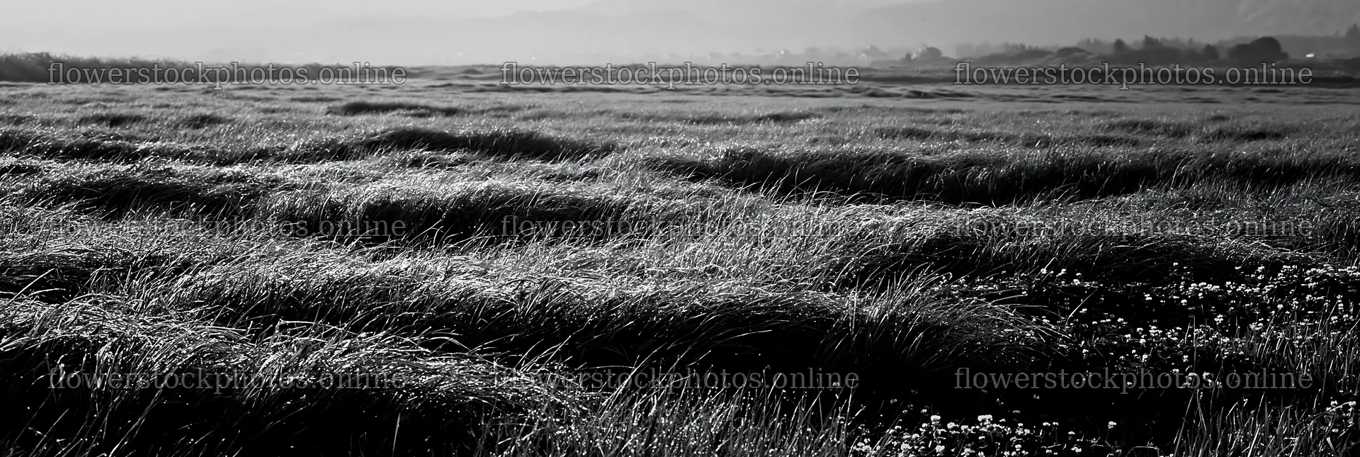 Miyazaki sunrise meadow dew covered sedges at dawn – flower stock photos 13690x4602