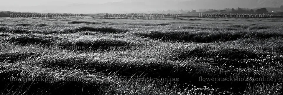 Miyazaki sunrise meadow dew covered sedges at dawn – flower stock photos 13690x4602