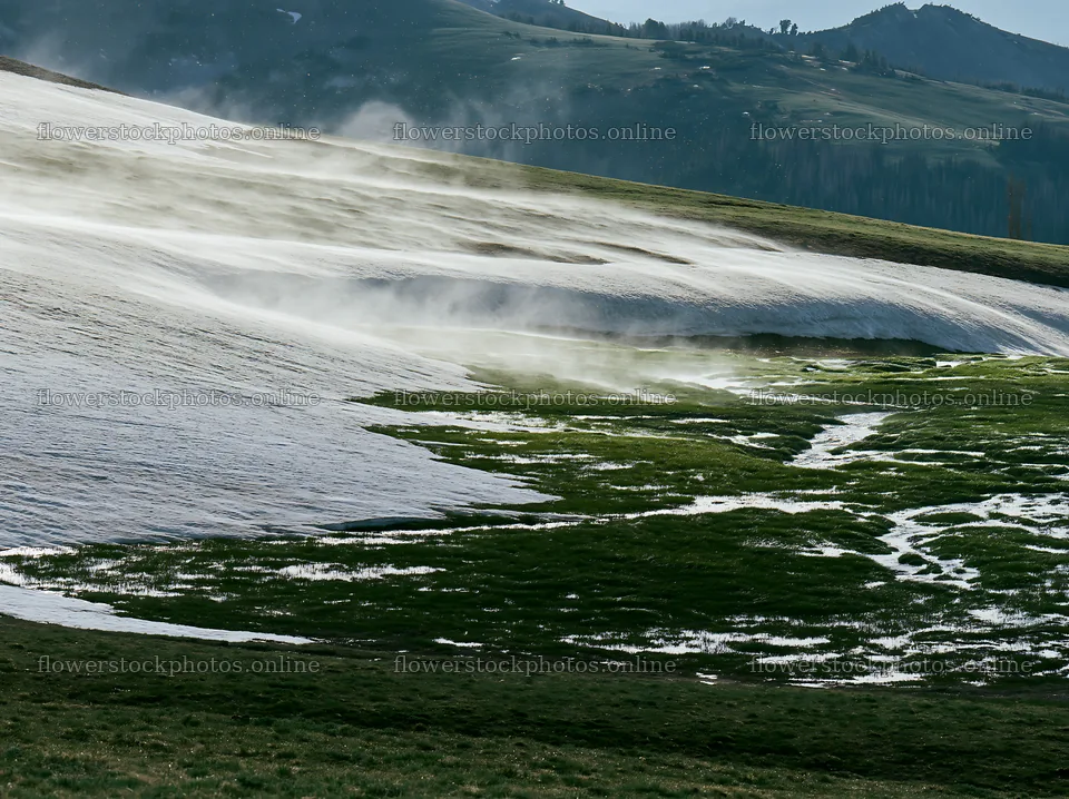 Snow and green grass meet on a hillside – flower stock photos 9174x6866