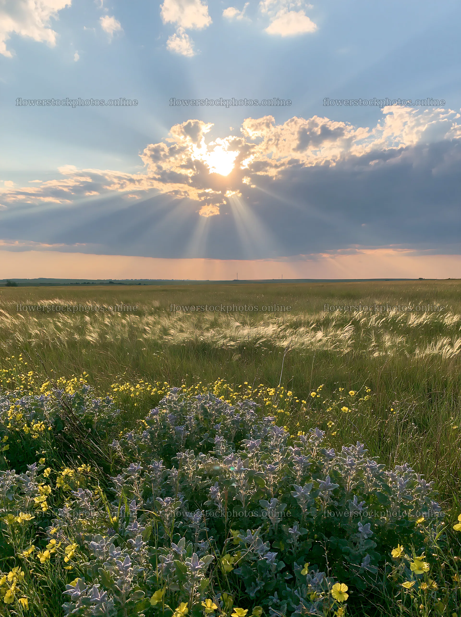 Crepuscular rays over meadow with wildflowers in the foreground – flower stock photos 6866x9174