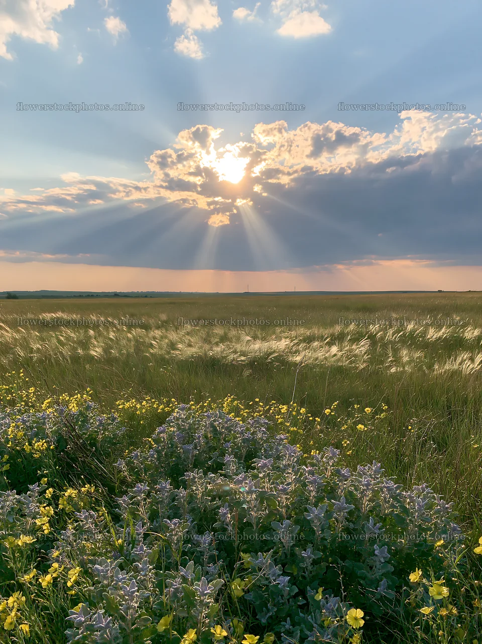 Crepuscular rays over meadow with wildflowers in the foreground – flower stock photos 6866x9174