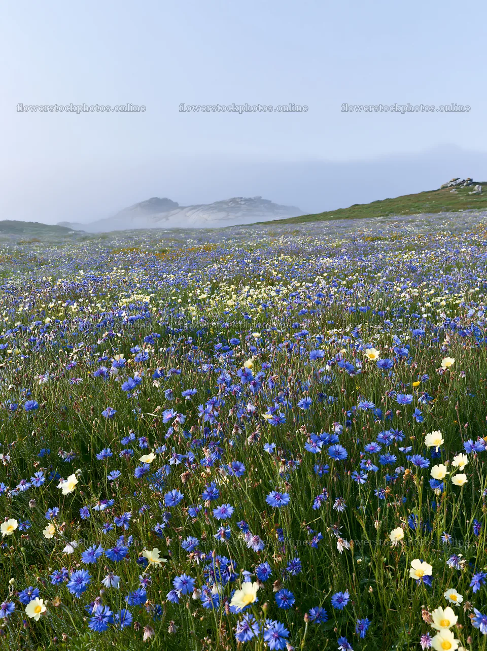 Colorful cornflower meadow with wildflowers in a natural setting – flower stock photos 6866x9174