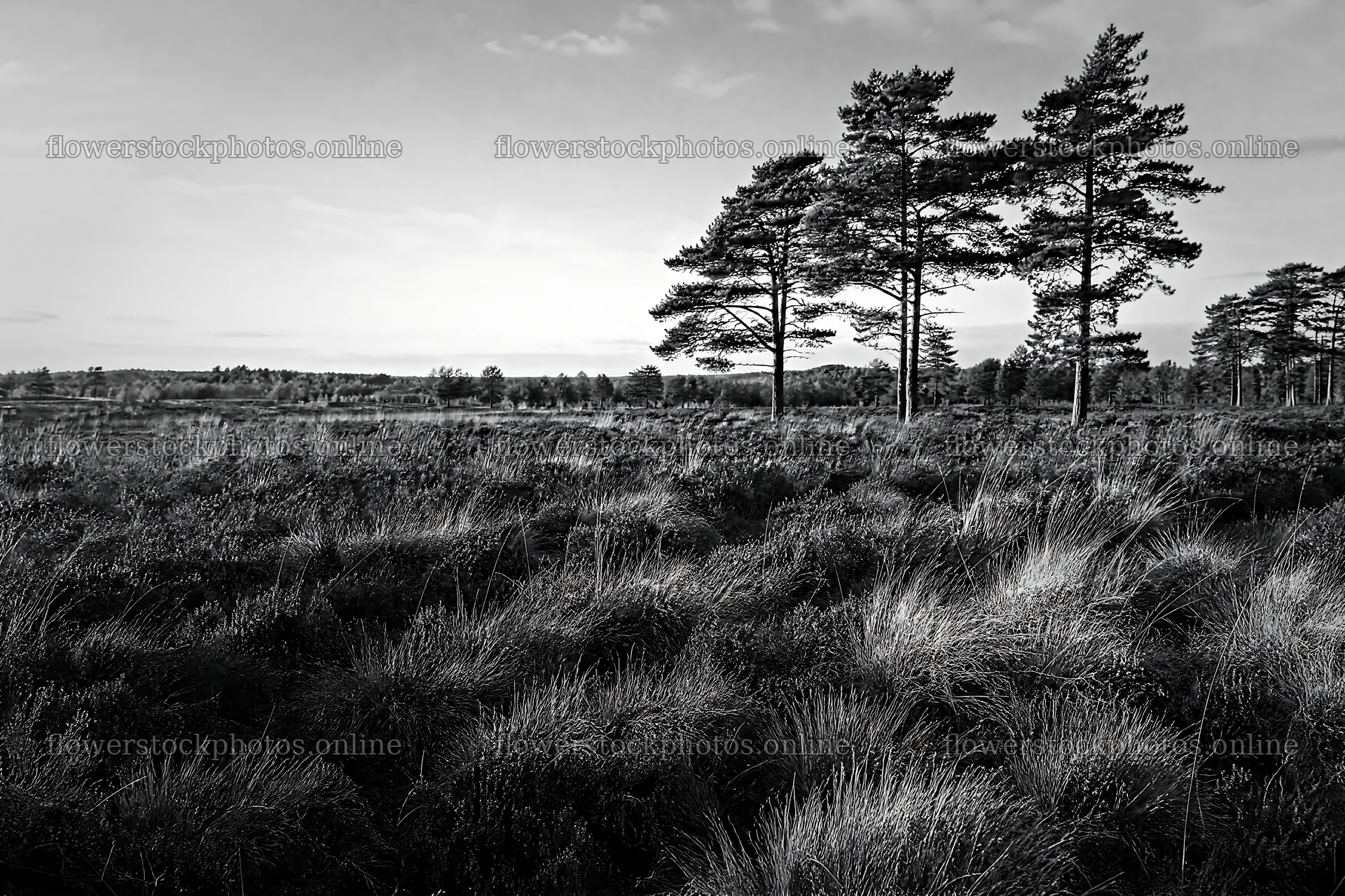 Rewilding meadow with tall trees and sunset sky – flower stock photos 9722x6480