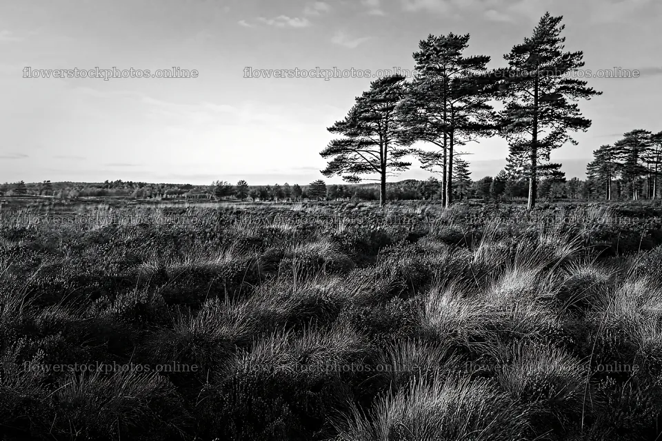 Rewilding meadow with tall trees and sunset sky – flower stock photos 9722x6480