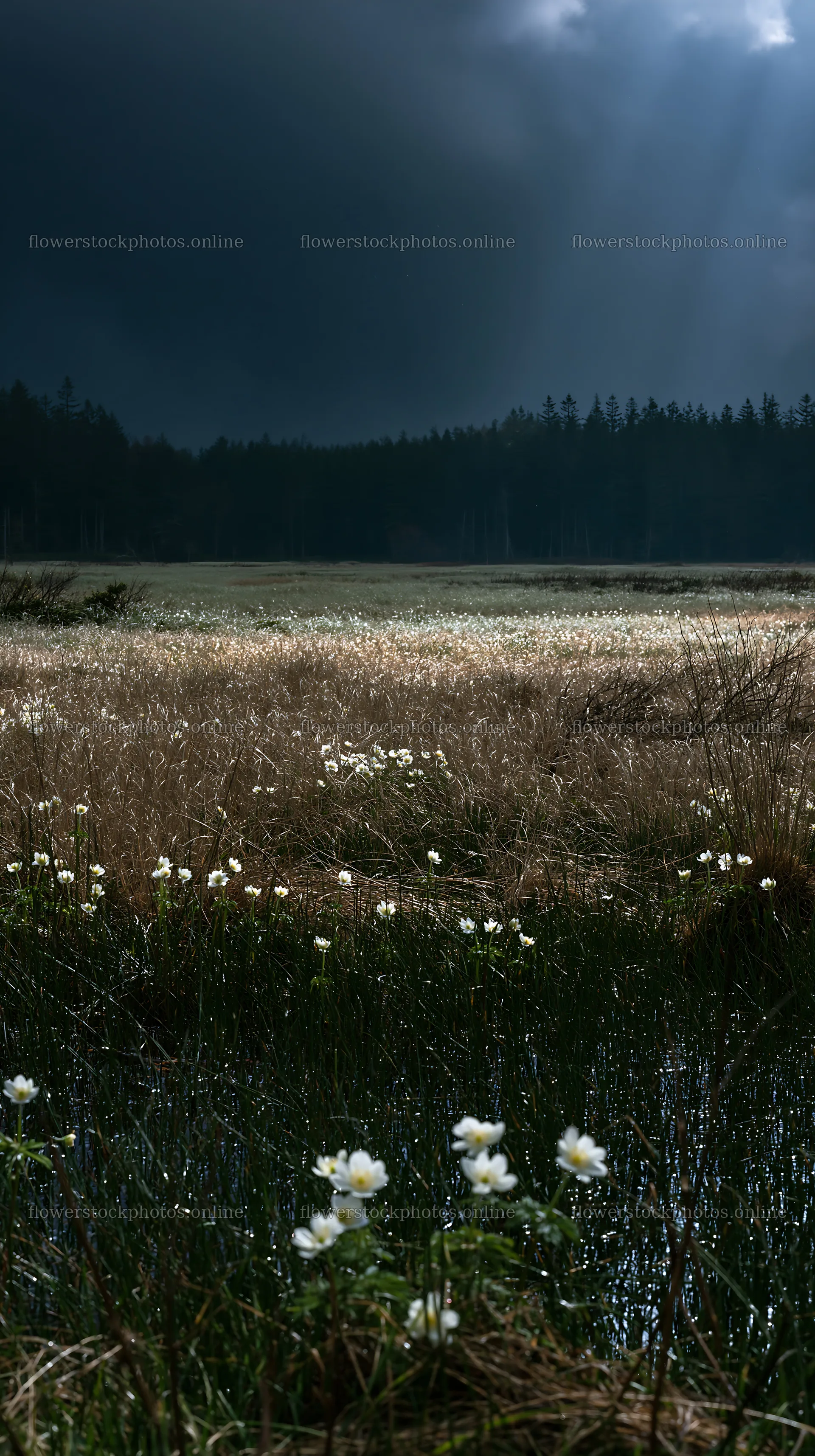 Akita snowmelt meadow with silver grasses and wildflowers – flower stock photos 5938x10608