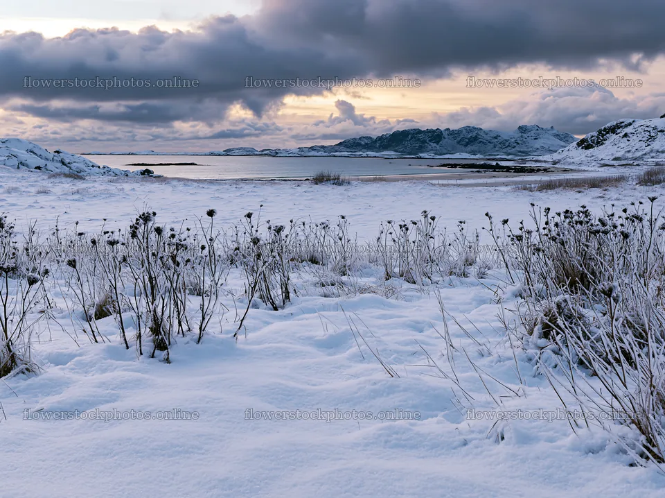 Lofoten coastal meadow winter snow with distant mountains – flower stock photos 9174x6866