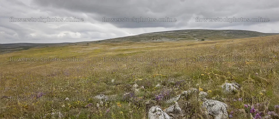 Cloudy dry flower meadow under overcast sky – flower stock photos 12124x5196