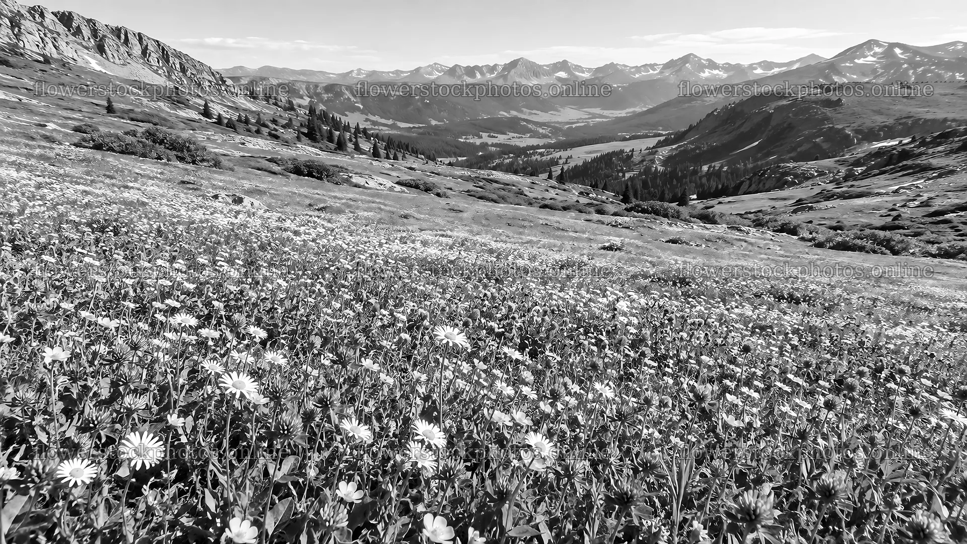 Monochrome Wildflower Meadow Beneath Mountain Peaks – flower stock photos 10324x5812