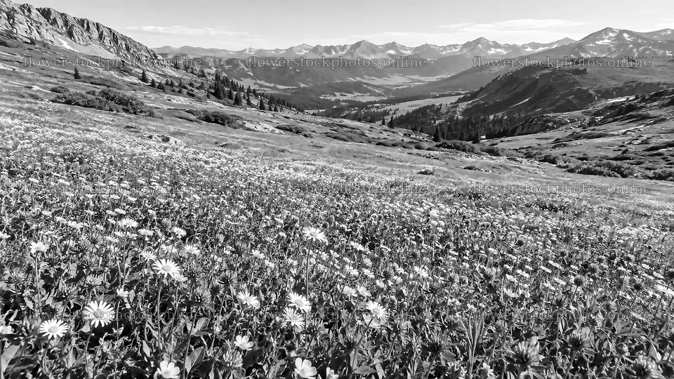 Monochrome Wildflower Meadow Beneath Mountain Peaks – flower stock photos 10324x5812