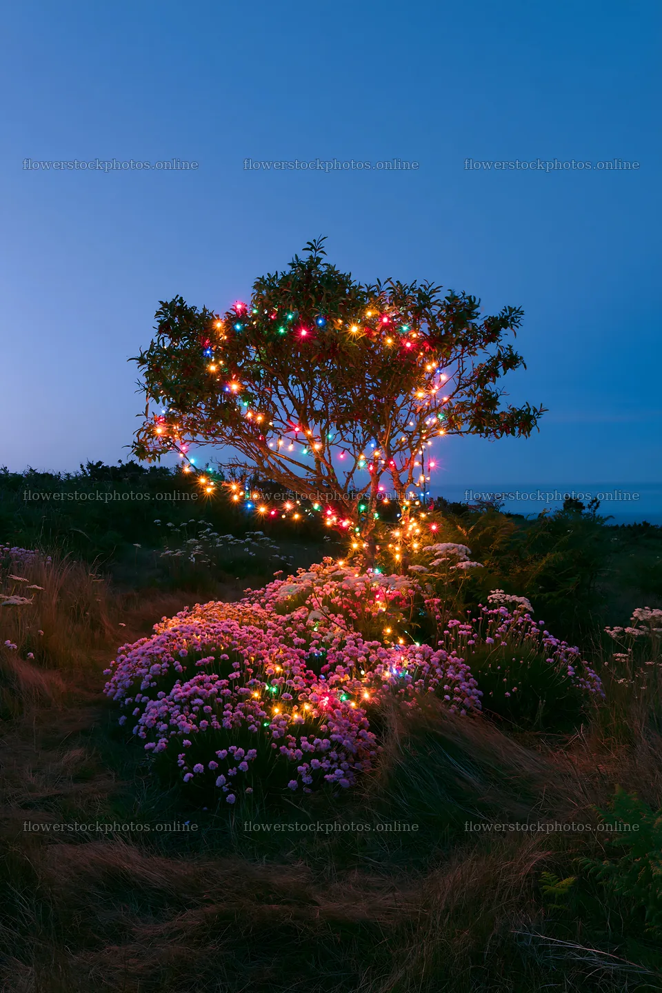 Vibrant Christmas lights on a tree in a meadow at dusk – flower stock photos 6480x9722