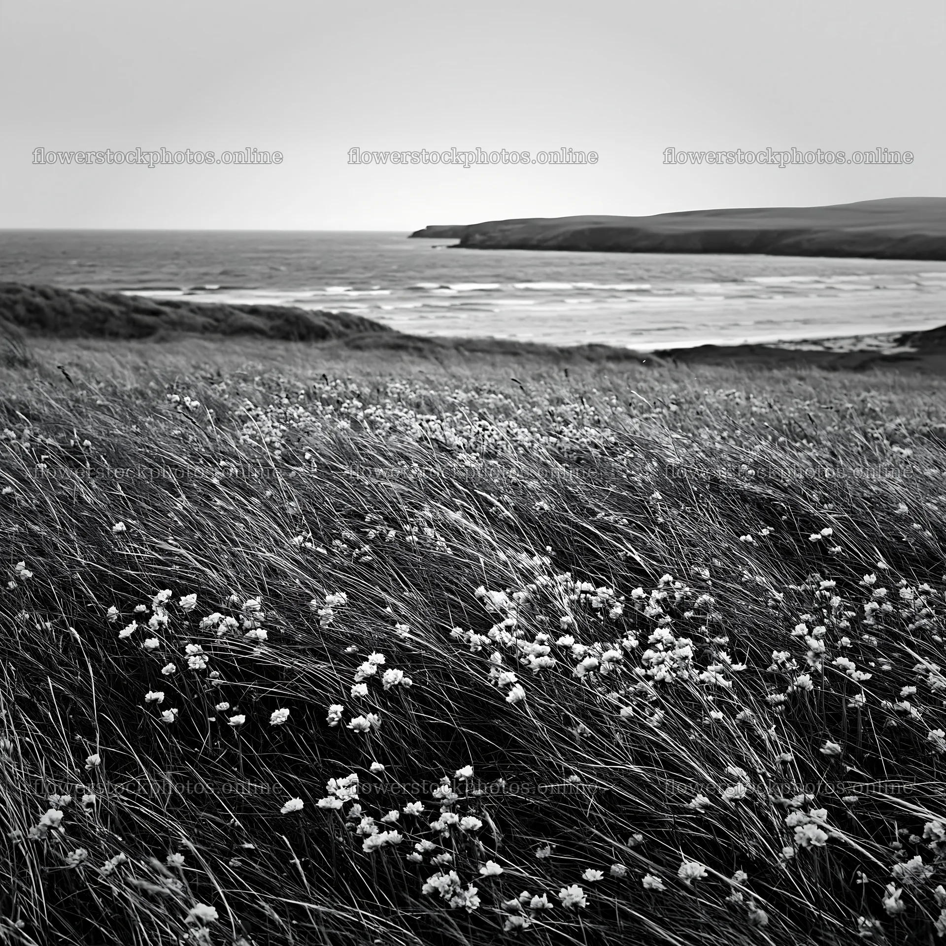 Climate-resilient meadow near the coast with flowers – flower stock photos 7938x7938