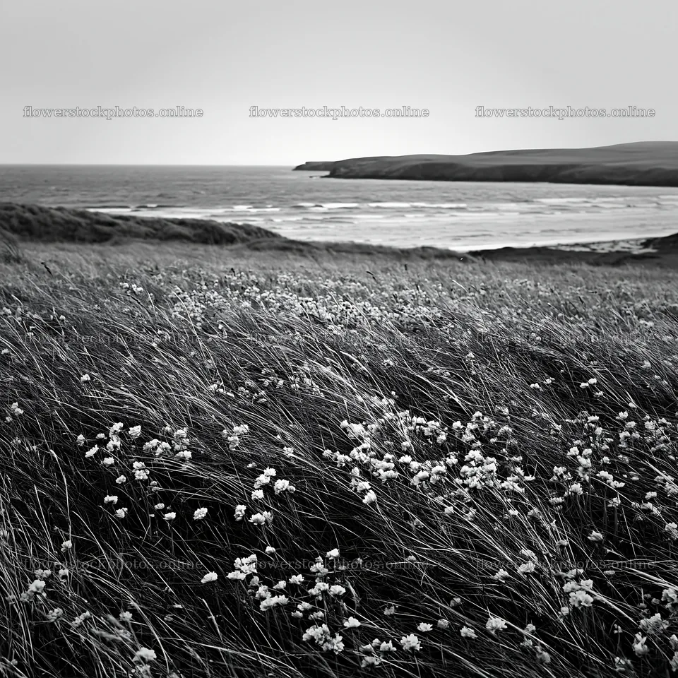 Climate-resilient meadow near the coast with flowers – flower stock photos 7938x7938