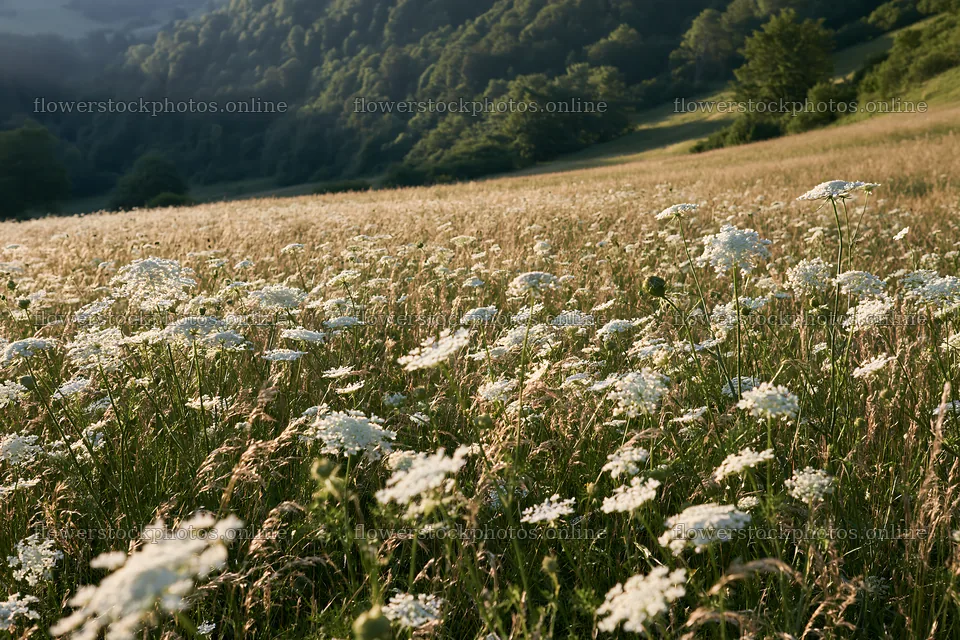 Sunny meadow with white umbels under a clear sky – flower stock photos 9722x6480