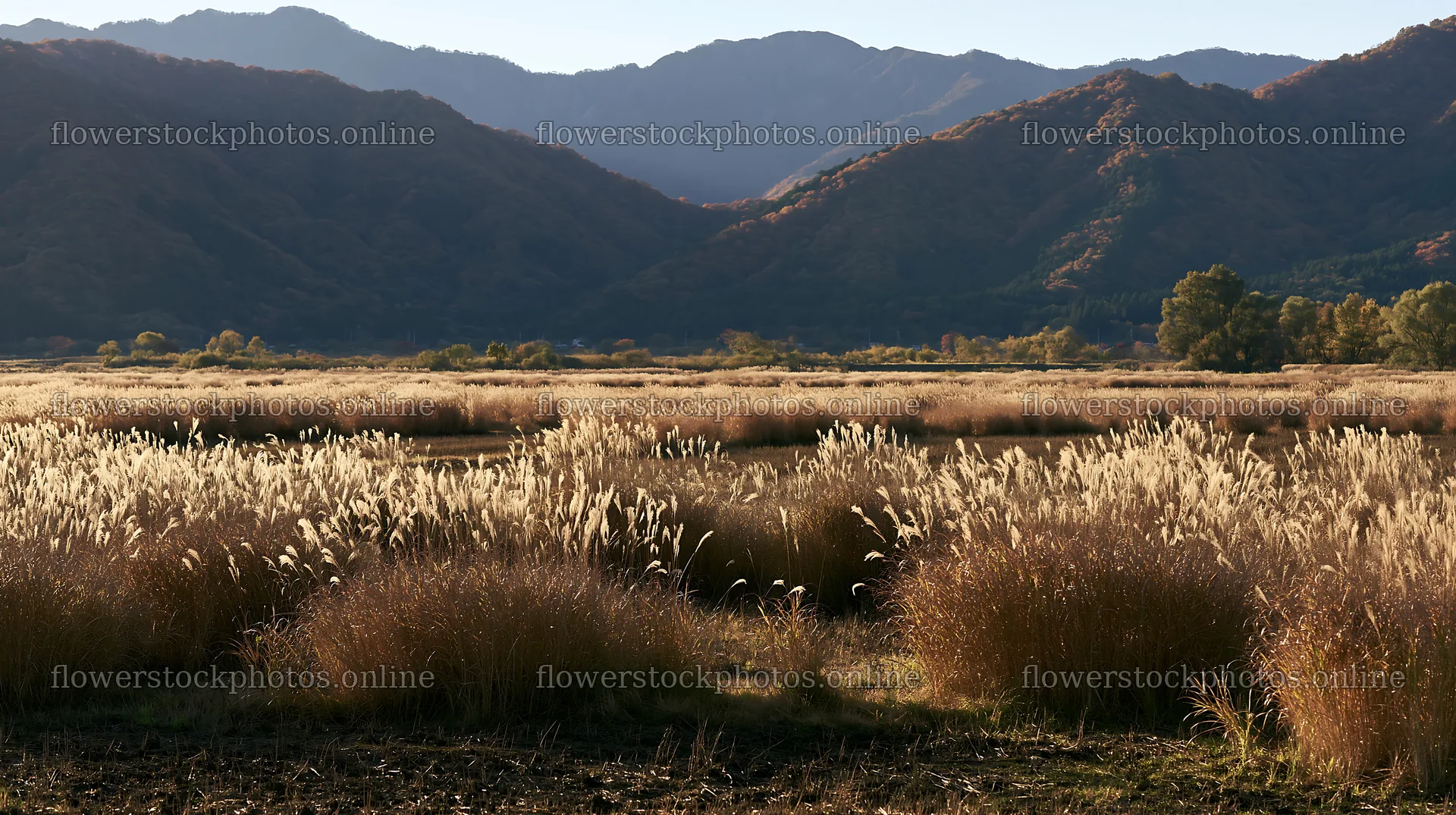 Shiga wetland meadow climate adaptation reeds in natural setting – flower stock photos 10608x5938