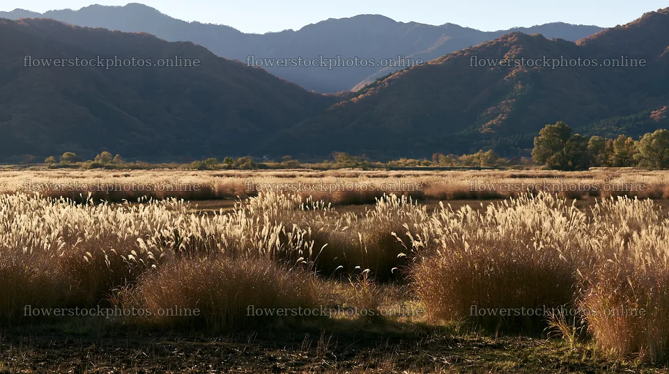 Shiga wetland meadow climate adaptation reeds in natural setting – flower stock photos 10608x5938