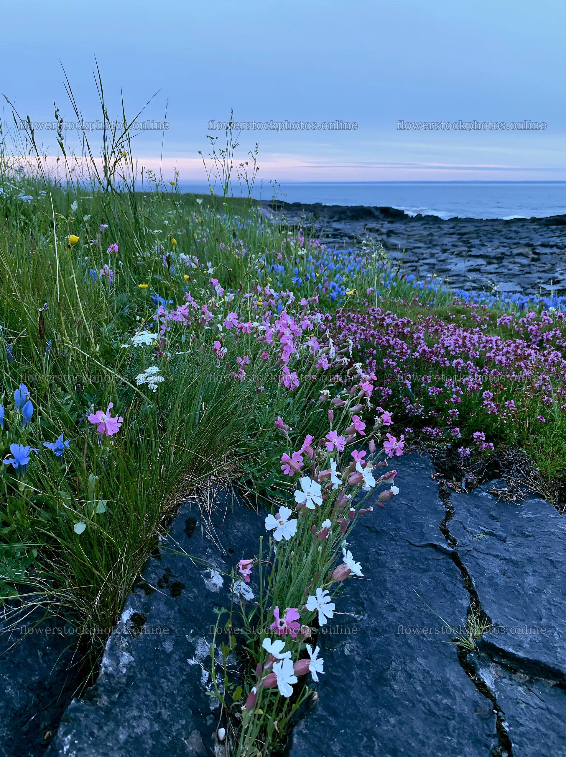 Biodiverse meadow with flowers near rocky coastline – flower stock photos 6866x9174