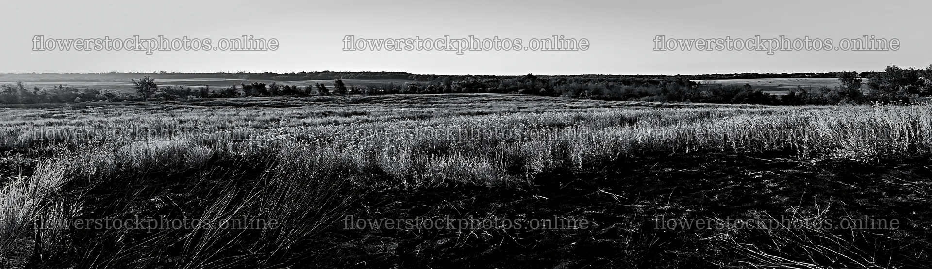 Regenerative meadow in the early morning light across the landscape – flower stock photos 14762x4268