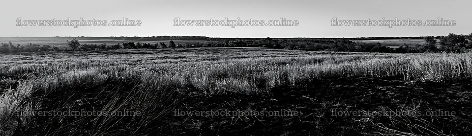 Regenerative meadow in the early morning light across the landscape – flower stock photos 14762x4268