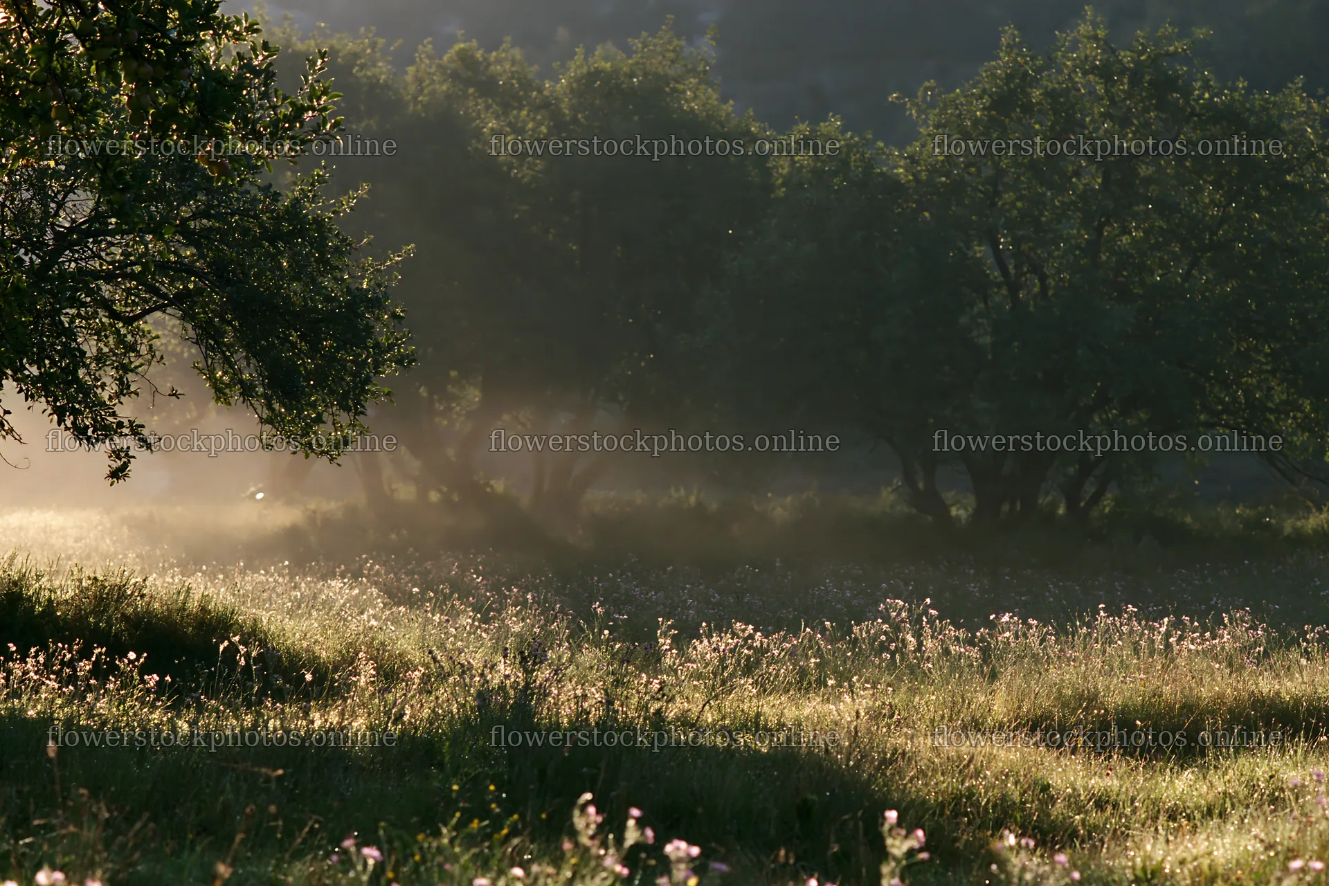Mist over an apple meadow in a valley during morning light – flower stock photos 9722x6480