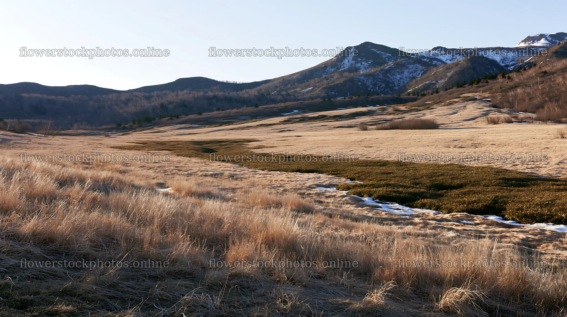 Akita snowmelt meadow with silver grasses in daylight – flower stock photos 10608x5938