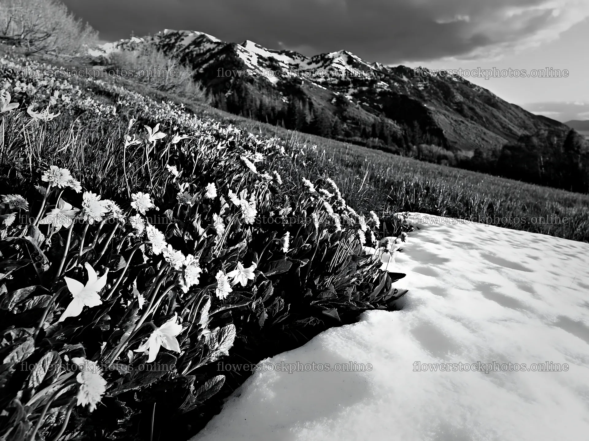 Snowy foothill meadow with wildflowers and mountains in background – flower stock photos 9174x6866