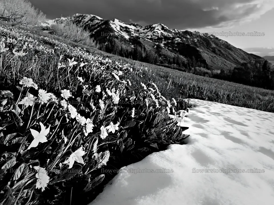 Snowy foothill meadow with wildflowers and mountains in background – flower stock photos 9174x6866