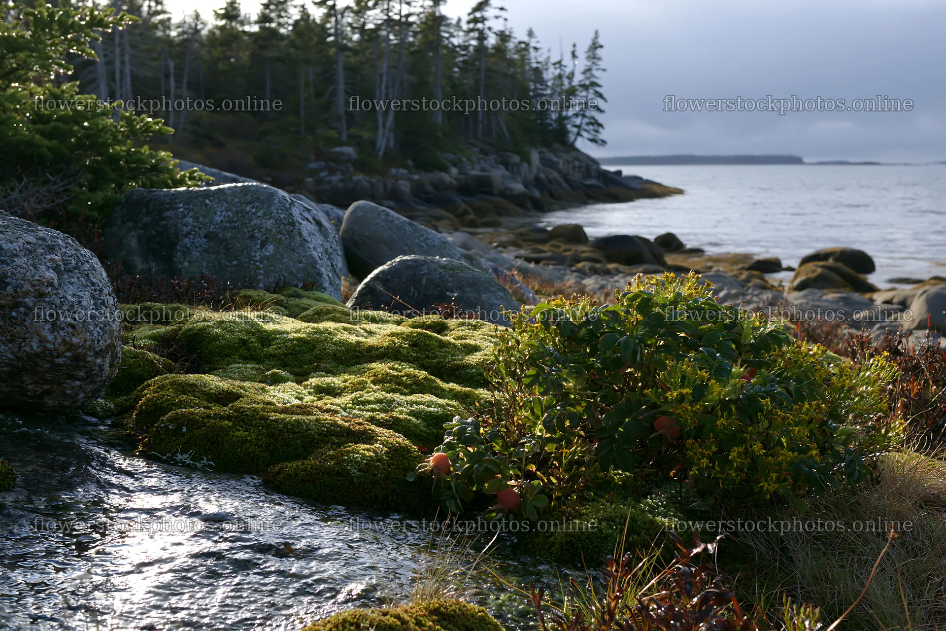 Mossy boulder meadow by the water in a coastal area – flower stock photos 9722x6480